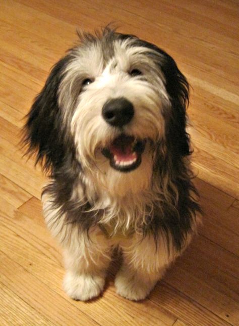 Polish Lowland Sheepdog Polish Sheepdog, Simon Minter, Polish Lowland Sheepdog, Pretty Pets, Bearded Collie, Hypoallergenic Dogs, Cute Dogs And Puppies, Pet Id, Monkeys