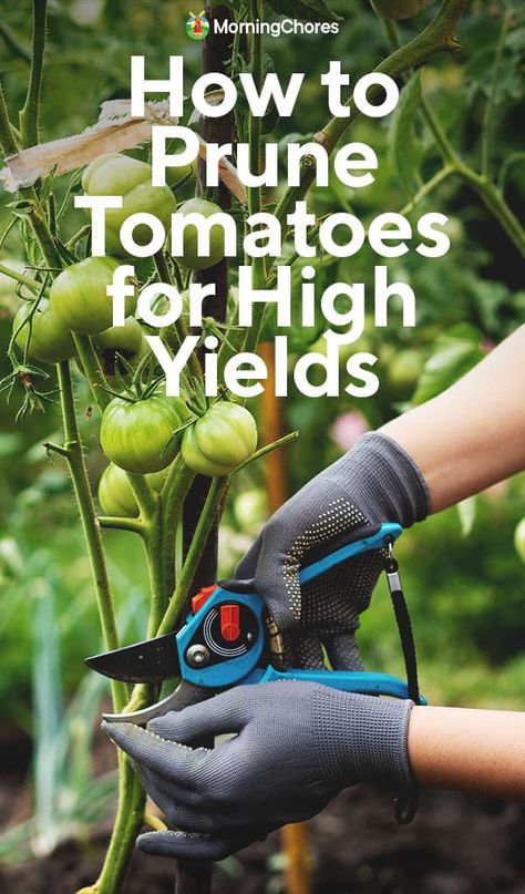 How to Prune Tomatoes for High Yields and Why You Should Always Do It How To Prune Tomatoes, Pruning Tomatoes, Tomatoes Plants Problems, Potato Casseroles, Tomato Gardening, Transplanting Plants, Pruning Tomato Plants, Tomato Pruning, Growing Vegetables In Pots