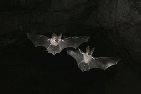 Bats Flying, In The Dark, See More, Bat