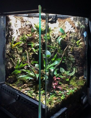 Orchid Mantis Enclosure, Orchid Setup, Orchid Paludarium, Reptile Tanks, Orchid Conservatory, Greenhouse Cabinet, Gecko Vivarium, Terrarium Inspiration, Emperor Scorpion Terrarium