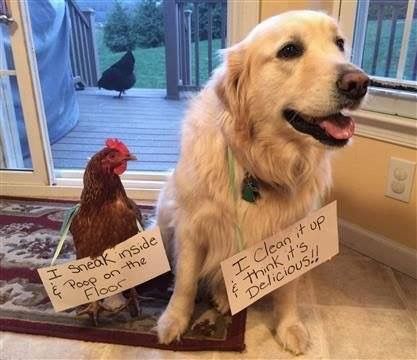 Chicken shaming. - Imgur Dog Shaming Funny, Cat Shaming, Animal Shaming, Backyard Poultry, Dog Shaming, Funny Pets, Chicken Humor, Bad Dog, Dog Obedience