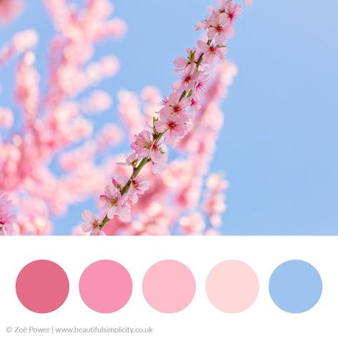 Pink And Blue Colour Palette, Blue And Pink Colour Palette, Aqua Color Palette, Colour Palette Inspiration, Peony Colors, Pink Color Palette, Purple Color Palettes, Spring Color Palette, Color Schemes Colour Palettes