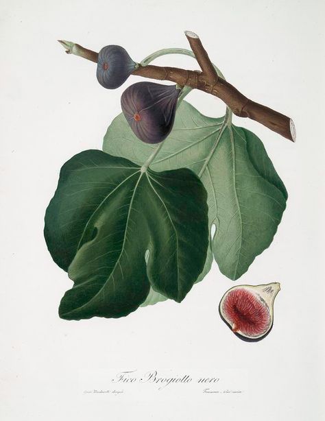 Pico Brogiotto nero. [Ficus carica ; Black Fig] From New York Public Library Digital Collections. Framed Floral Art, Ficus Carica, Fruit Artwork, Fig Fruit, Black Fig, Fruit Wall Art, Free Illustration Images, Fig Leaves, Fruit Illustration