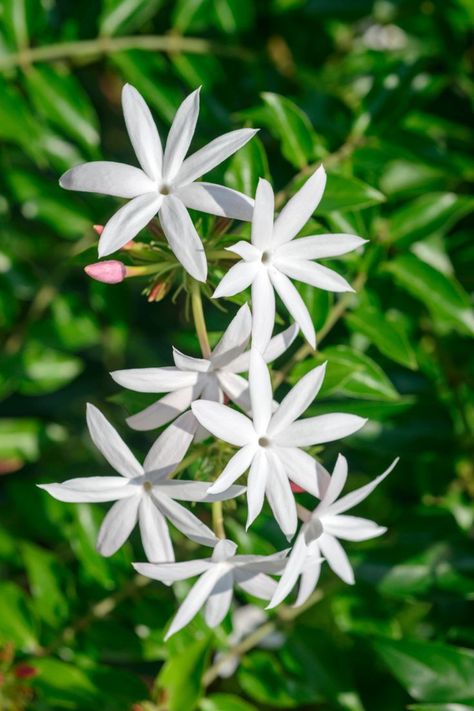 Chameli Flower, Pretty Flowers Photography, Lotus Flower Art, Jasmine Flowers, Snap Ideas, Snap Streak Ideas Easy, Persian Poetry, Indian Flowers, Beautiful Flowers Photos