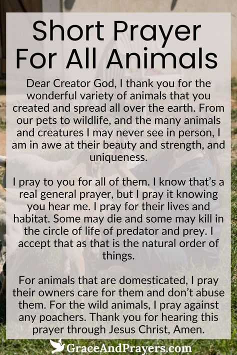 In a world where every creature plays a unique role, this short prayer embraces all animals, seeking divine protection and well-being for them.

Let this concise prayer serve as a reminder of our responsibility to care for and protect animals, recognizing them as integral parts of our global family.

Find a moment of reflection and commitment to the welfare of all animals. Read more about this short prayer for all animals at Grace and Prayers. Pet Prayers, Catholic Devotions, Short Prayer, Names Of Christ, Divine Protection, Jesus Artwork, Short Prayers, Earth Angels, Healing Affirmations