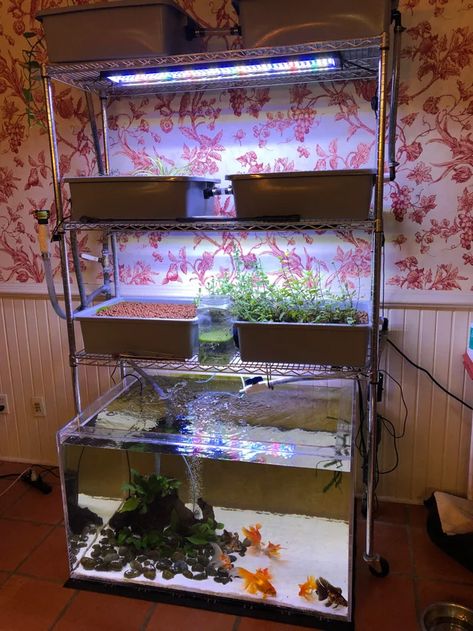 Aquaponics Aquarium, Indoor Aquaponics, Indoor Pond, Aquascape Design, Aquaponics Diy, Indoor Water Garden, Aquaponic Gardening, Vertical Farming, Grow Room