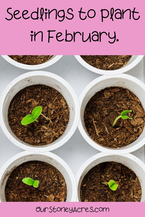 Seed Starting Schedule, Garden Calendar, Diy Gardening, Square Foot Gardening, Homestead Survival, Flowers Wallpaper, Seed Starting, Veggie Garden, Edible Garden