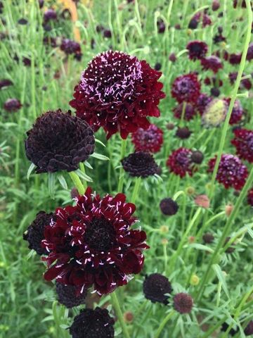 Flowers | Uprising Seeds Goth Garden, Cut Flower Garden, Black Knight, Organic Seeds, Plant Supports, Blackest Knight, Veggie Garden, Blooming Flowers, Front Garden