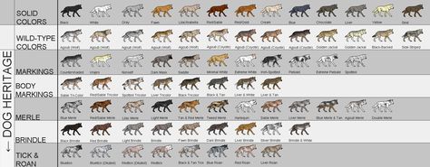 Dog Heat Cycle, Pitbull Colors, Great Dane Colors, Doberman Colors, Character Appearance, Pitbull Dog Breed, Boxer Breed, Coat Types, Wolf Colors