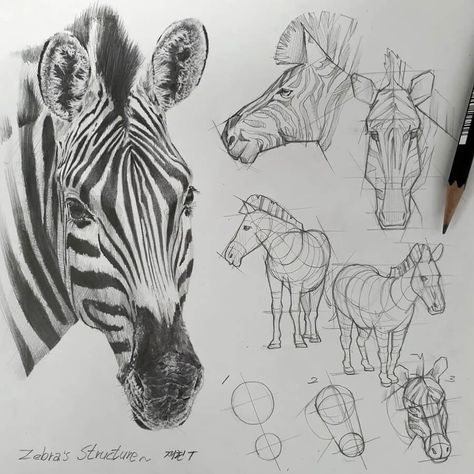 A zebra - Animal Tutorial Drawings by Anjjaemi Drawing Motion, Zebra Drawing, Structural Drawing, Animal Drawings Sketches, Drawing Animals, Drawing Course, Animal Sketches, Bird Drawings, Korean Artist