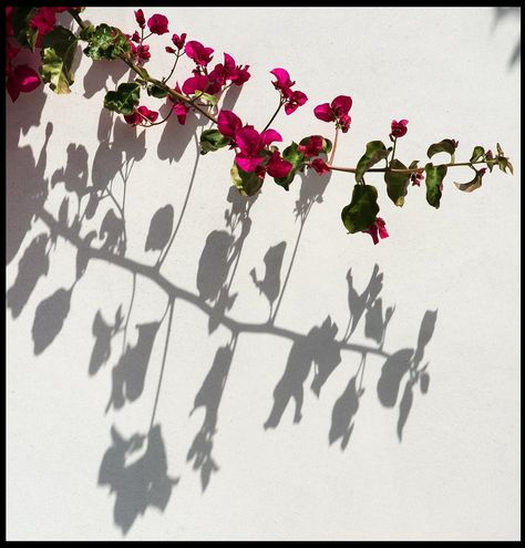 Flower shadow by queue_queue Light And Shadow Photography, Incredible Wallpaper, Shadow Tattoo, Shadow Shadow, Contrast Art, Flower Shadow, Amazing Wallpaper, Artsy Photography, Wallpaper Flower