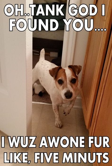 19 Funny Pics (Memes) Of Jack Russell Terriers – Page 4 – The Paws Jack Russell Terriers, Jack Russell Terrier Puppies, Jack Russell Puppies, Jack Russell Dogs, Jack Russells, Jack Russel, Bull Terrier Dog, Interesting News, Russell Terrier