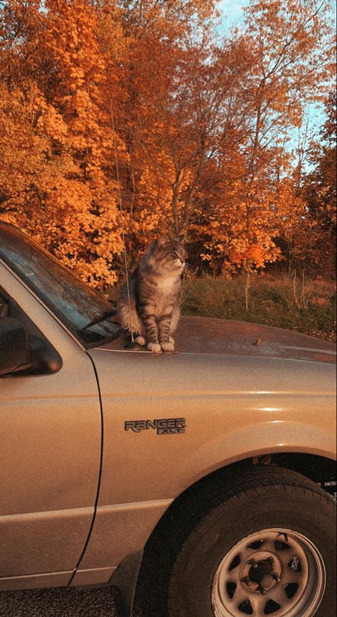 Autumn Cats Aesthetic, Cat Autumn Wallpaper, Autumn Orange Aesthetic, My Fall Aesthetic, October Fall Aesthetic, Autumn Aesthetic Photos, Retro Fall Aesthetic, Fall Mood Aesthetic, Cat Fall Wallpaper