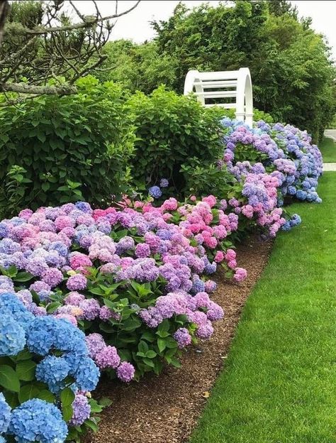 White House With Hydrangeas, Hydrangea Cottage, Cape Cod House Exterior, Blue Patio, Cape Cod House, Garden Yard Ideas, Epiphany, Backyards, Yard Ideas