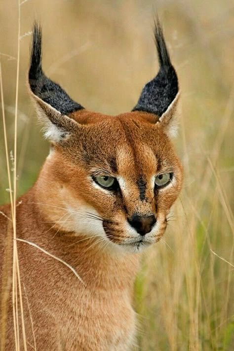 ♔ Caracal Caracal Cat, Small Wild Cats, Rare Cats, Exotic Cats, Animal Reference, Airbrush Art, Animal References, African Animals, Big Cat