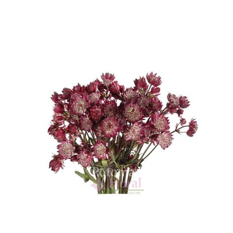 Astrantia Burgundy, Sold By the Bunch - Potomac Floral Wholesale Mansfield Traquair, Resin Ideas, Silver Spring, Wedding Events, Florist, Our Wedding, Wedding Flowers, Wedding Ideas, Flowers