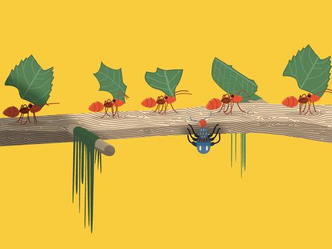 Leafcutter Ants by Al Boardman Ant Animation, Riso Animation, Leafcutter Ant, Animal Animation, Building Bridges, Animation Ideas, Travel Team, Motion Designer, Bug Art