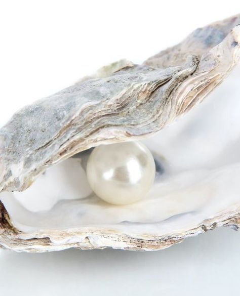 Pearl In Shell, Ltd Commodities, Arte Popular, Pearl Shell, White Aesthetic, Aphrodite, Summer Aesthetic, Couture Fashion, Pearl Jewelry