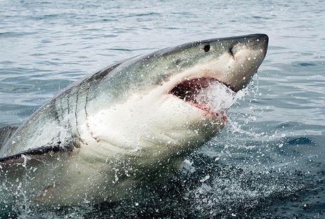 A great white shark breaching the surface at Shark Alley off the coast of South Africa. Daniel Botelho Animal Tumblr, Shark Pictures, Shark Bait, Shark Art, Shark Lover, Shark Fishing, Underwater Life, Shark Week, White Sharks