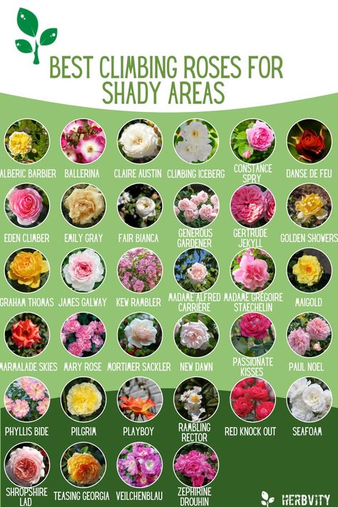 Flowers That Grow In Shade, Rose Garden Ideas Backyards, Shady Garden Ideas, Climbing Rose Garden, Best Climbing Roses, Pretty Flower Names, Climbing Flowers, Climbing Rose, Garden Inspo