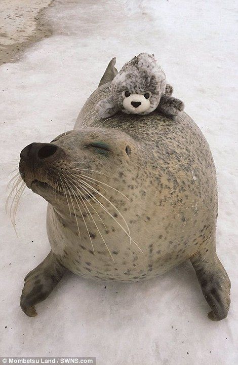 Seal Pictures, Seal Animal, Cute Seals, Seal Pup, Baby Seal, A Seal, Marine Mammals, Fluffy Animals, Sea Lion