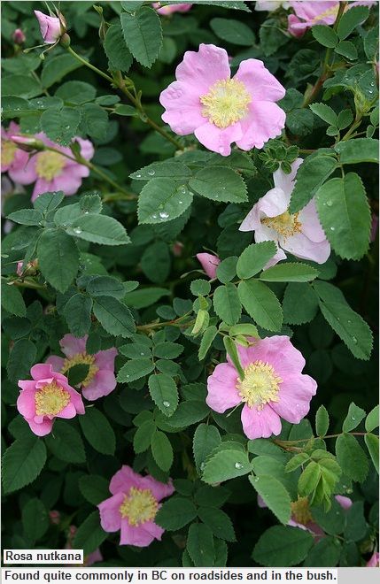 nootka (or wild) rose Rosehip Flower, Nootka Rose, California Native Garden, Rose Garden Design, Greyish Green, Single Flowers, California Native Plants, Lilac Pink, Growing Roses