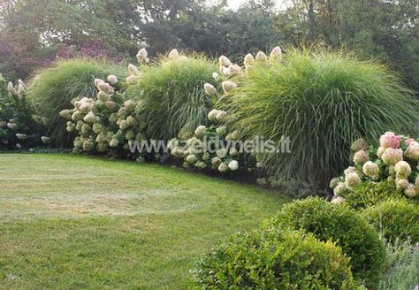 Short Ornamental Grasses, Miscanthus Sinensis Gracillimus, Designer Garden, Privacy Landscaping, Grasses Landscaping, Landscape Designer, Garden Designer, Low Maintenance Landscaping, Grasses Garden