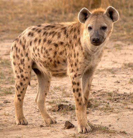 Spotted Hyena- Crocuta crocuta - the largest, a powerful hunter. Brown Hyena, Carnivorous Animals, Striped Hyena, Spotted Hyena, Africa Wildlife, Pet Things, African Wild Dog, Animal Reference, Wild Creatures