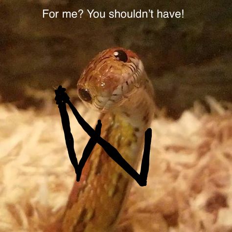 Snake Reaction Pic, Cute Snakes With Arms, Snakes With Arms Funny, Funny Snake Pictures, Snake Memes Funny, Snakes With Hands, Snakes With Arms, Snake With Arms, Snake Pfp