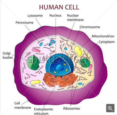 Mike Thinks: What Is Going On Inside That Cell? Cell Diagram Project, Human Cell Diagram, Human Cell Structure, Human Cell, Nuclear Membrane, Cell Diagram, Human Heart Anatomy, Cells Project, Body Diagram