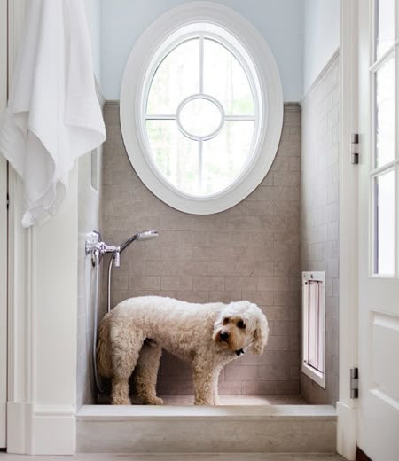 Great Idea-"source: Morgan Harrison Home      Mud room dog shower with pale blue paint color paired with tumbled tile shower surround. Oval mud room shower window shaped like porthole and polished nickel shower kit." Pale Blue Paint Colors, Dog Station, Traditional Laundry Room, Wash Station, Dog Washing Station, Window In Shower, Laundry Mudroom, Dog Room, Mud Rooms