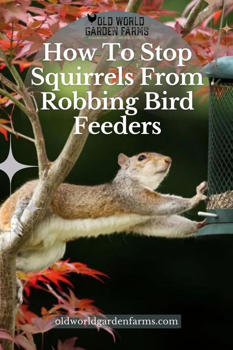 A photo of a squirrel stealing seed from a bird feeder in the winter. Photo from oldworldgardenfarms.com Feeding Squirrels, Squirrel Feeder Diy, Woodpecker Feeder, Platform Bird Feeder, Squirrel Baffle, Backyard Birds Feeders, Best Bird Feeders, Bird Feeder Poles, Squirrel Feeders