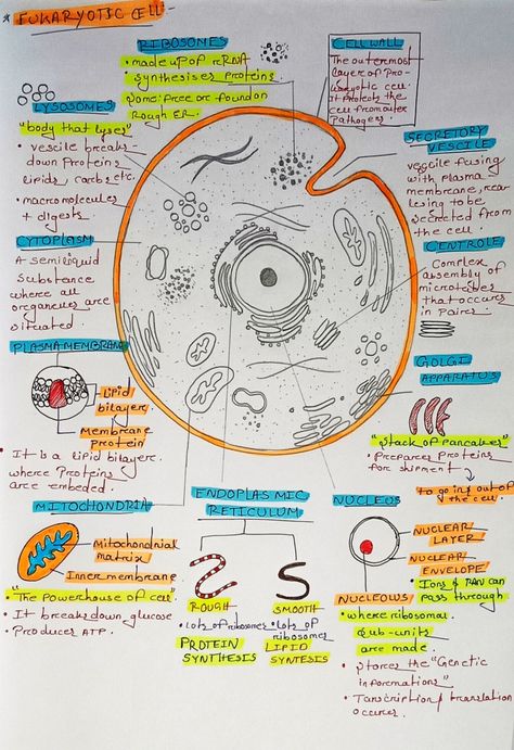 Prokaryotic And Eukaryotic Cells, Science Cells, Cells Project, Biology Projects, Eukaryotic Cell, Biology Facts, Plant Cell, Autumn Activities, Biology