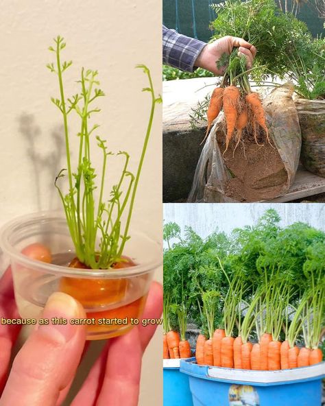 How to Grow Carrots at Home in... - Plants and gardening Growing Carrots In Containers, Food Science Experiments, Grow Carrots, Carrot Tops, How To Plant Carrots, Plants And Gardening, Growing Carrots, Healing Garden, Carrot Top