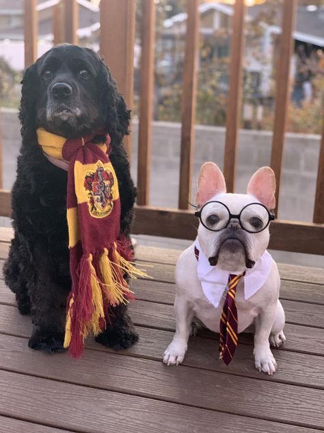 Furmione and Harry Pawter #cute #dogs #dog #aww #puppy #adorable Boston Terrier Dog Costumes, Boston Terrier Halloween Costume, Harry Potter Dog Costume, Pup Academy, Boston Terrier Costume, Boston Terrier Halloween, Boston Terrier Clothes, Harry Potter Dog, Best Dog Costumes