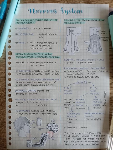 Neuron Notes Aesthetic, Neuron Notes Nervous System, Neurosurgeon Study Notes, Biology Notes Nervous System, Neuron Diagram Aesthetic, Control And Coordination Notes Aesthetic, Pharmacology Notes Aesthetic, Neurons Notes, Nervous System Notes Aesthetic