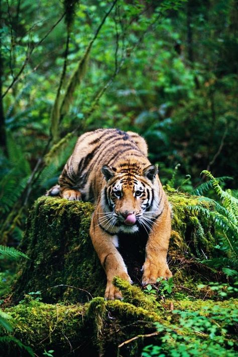 Bengali Tiger, Tiger Habitat, Tiger Photography, Tiger Pictures, Wild Tiger, Bengal Tiger, Wildlife Photos, Wildlife Sanctuary, Wild Nature