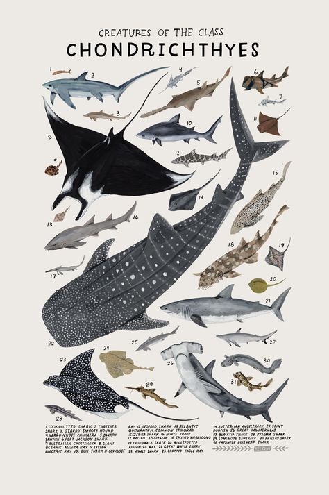 Playful Watercolors Illustrate the Many Classifications of the Animal Kingdom | Colossal Kelsey Oseid, Marine Creatures, Scientific Illustration, Art Et Illustration, Animal Posters, Arte Animal, Marine Animals, Ocean Creatures, Art And Illustration