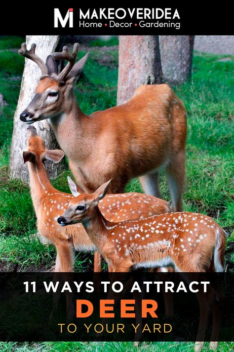 Deer Attractant, Food Plots For Deer, Deer Food, Deer Feeders, Deer Farm, Hunting Property, Whitetail Deer Hunting, Deer Blind, Off Grid Survival