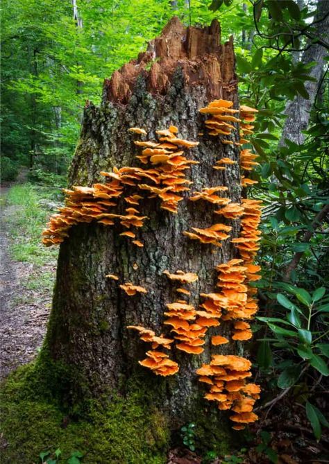 Chicken of the Woods Mushrooms: The Laetiporus - Forager | Chef Fungi On Trees, Oregon Mushrooms, Mushrooms On Trees, Dowel Art, Nature Ceramics, Mushroom Tree, Giant Mushroom, Chicken Of The Woods, Tree Mushrooms