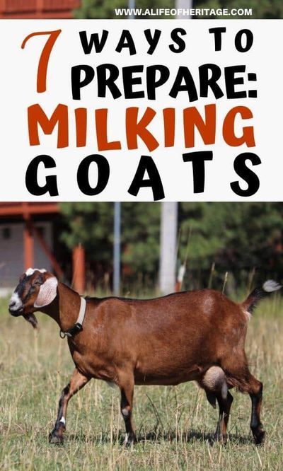 7 Tips you Need to Know to Prepare to Milk Goats. This is great information on goat milking for beginners. The best 7 ways explaining how to milk your goats. #homesteadingskills #raisinggoats #farmlife Nubian Dairy Goats, Goat Tips, Goat Breeding, Milking Goats, Goat Life, Goat Ideas, Nubian Goats, Milk Goats, Goat Health