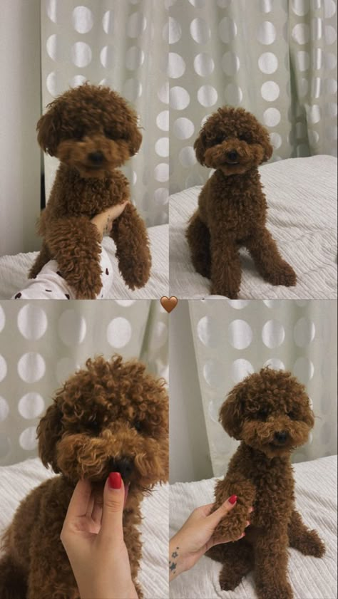 Mini Toy Poodle, Poodle Aesthetic, Teddy Bear Poodle, Mini Poodle Puppy, Brown Poodle, Cute Fluffy Puppies, Small Poodle, Smartest Dog Breeds, Poodle Toy