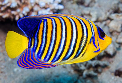 pygoplites-diacanthus-flavescens Fish Salt Water, Royal Angelfish, Regal Angelfish, Fishes In The Sea, Tropical Fish Pictures, Tropical Fish Art, Coral Reef Fish, Fish Colorful, Fish Store