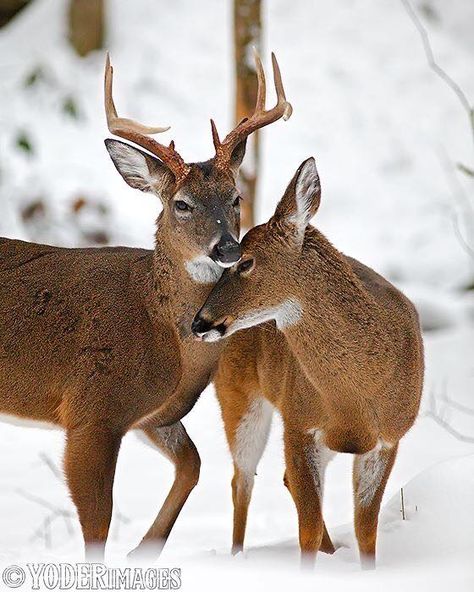 Deer Couple, Precious Animals, Animal References, Cute Paintings, Red Deer, Noah's Ark, Couple Wallpaper, Noahs Ark, Love Photos