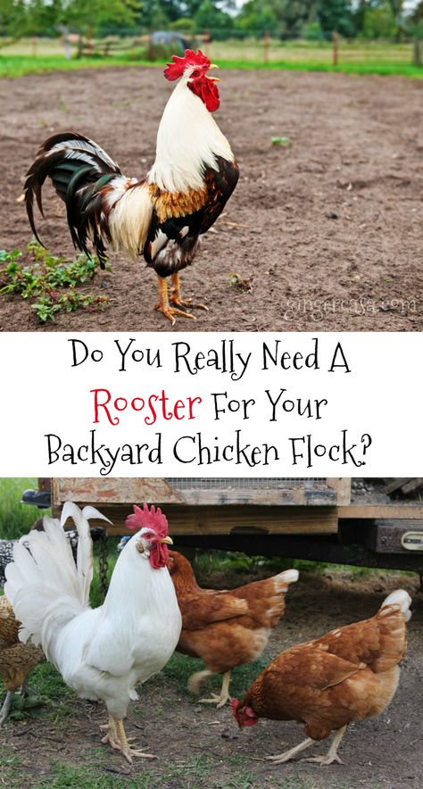 Do You Really Need A Rooster For Your Backyard Chicken Flock? Owning Chickens, Start Homesteading, Urban Chicken Farming, Chicken Flock, Urban Chickens, Raising Backyard Chickens, Backyard Flocks, Keeping Chickens, Building A Chicken Coop