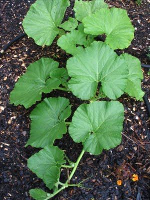 Lots of good gardening tips:   HOW TO GROW PUMPKINS FROM SEED |The Garden of Eaden Growing Melons, Growing Pumpkins, Pumpkin Leaves, Pumpkin Farm, Garden Veggies, Garden Help, Growing Fruit, Growing Seeds, Veggie Garden