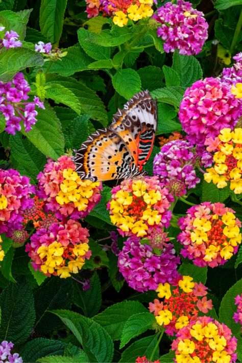 Plants For West Side Of House, Lantana Flowers In Pots, Lantana Flower, Lantana Plant, 2024 Tattoo, Attracting Butterflies, Lantana Camara, Planting Tips, Porch Flowers