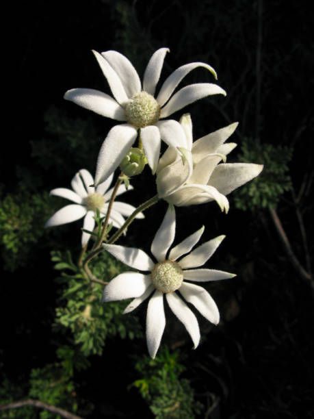 110 Flannel Flower Stock Photos, High-Res Pictures, and Images - Getty Images Primitive Stitching, Indoor Orchids, Australian Natives, Australian Wildflowers, Flannel Flower, Botanical Drawing, Australian Flowers, Australian Native Flowers, Flower Close Up