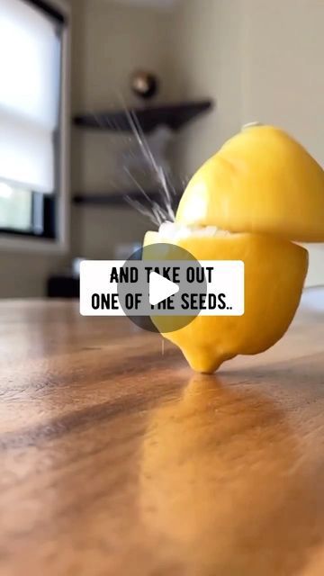 Glowcation on Instagram: "When life gives you lemon seeds… plant lemon trees! 🍋 via @creative_explained" Creative Explained, Lemon Seeds, Lemon Trees, Lemon Tree, Seeds, Lemon, Trees, Plants, On Instagram