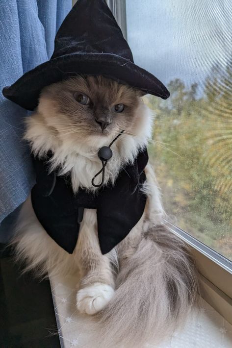 Pet Cat Costume, Witch Cat Costume, Pet Costumes For Cats, Cat In Costume, Halloween Costumes For Pets, Cat Outfits Pets, Cat Halloween Costume Pet, Cats In Costumes, Costumes For Cats